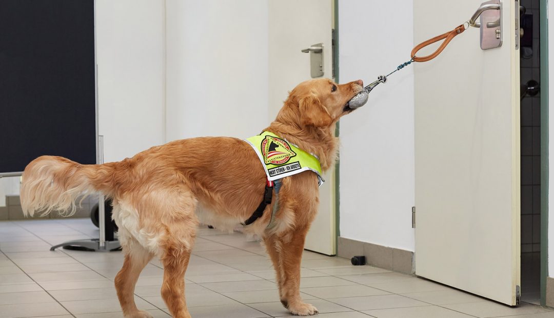 Ein Servicehund, ein Golden Retriever zieht mit einem Hilfsmittel eine Türklinke nach unten und öffnet eine Türe.