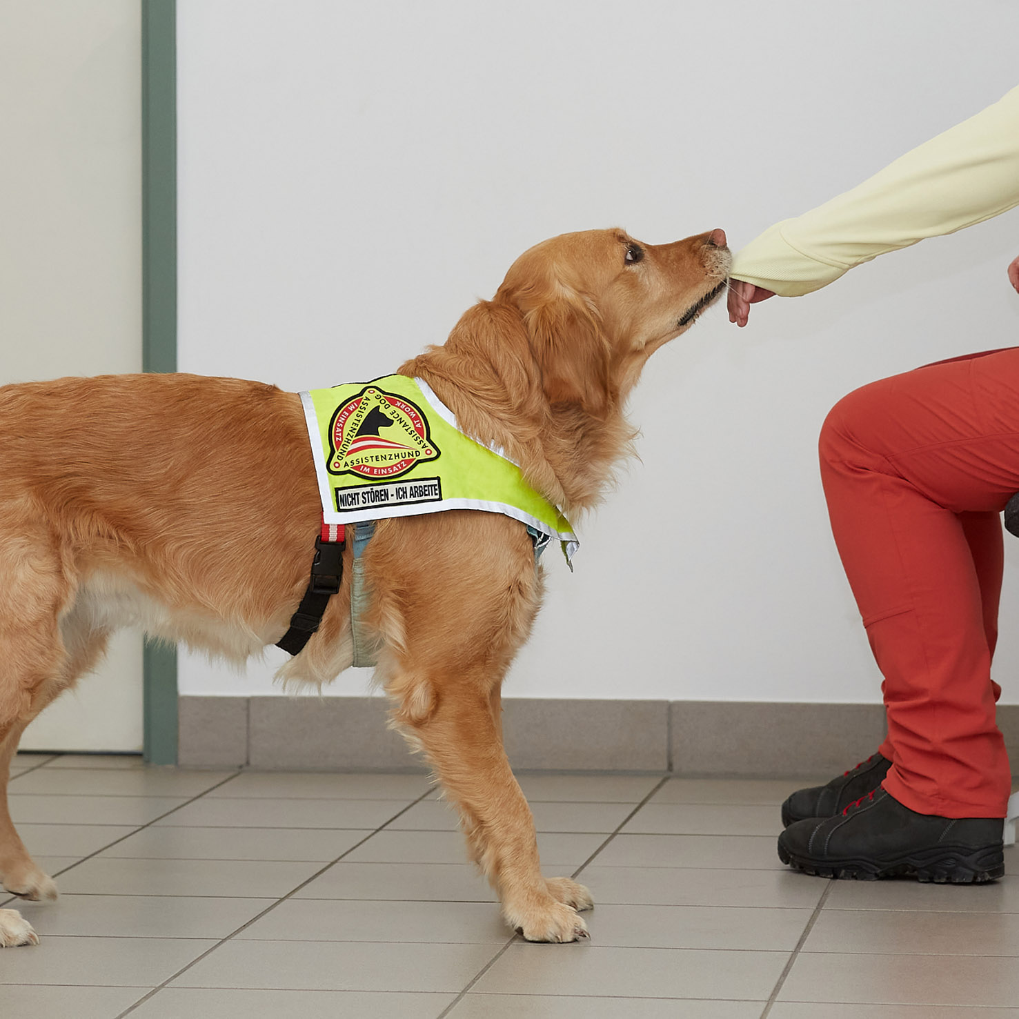 Ein Servicehund (Golden Retriever) hilft beim Ausziehen einer Jacke.