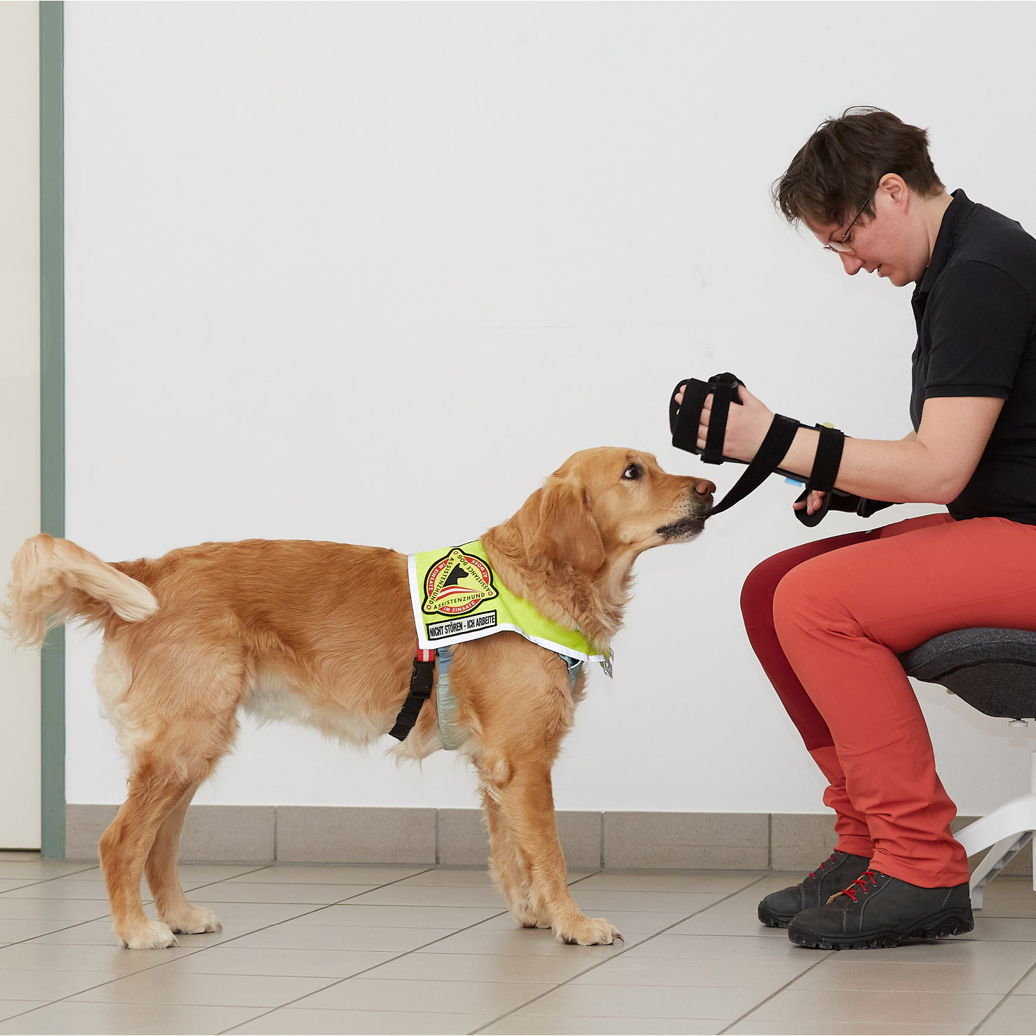 Ein Servicehund (Golden Retriever) hilft beim Abnehmen einer Orthese.