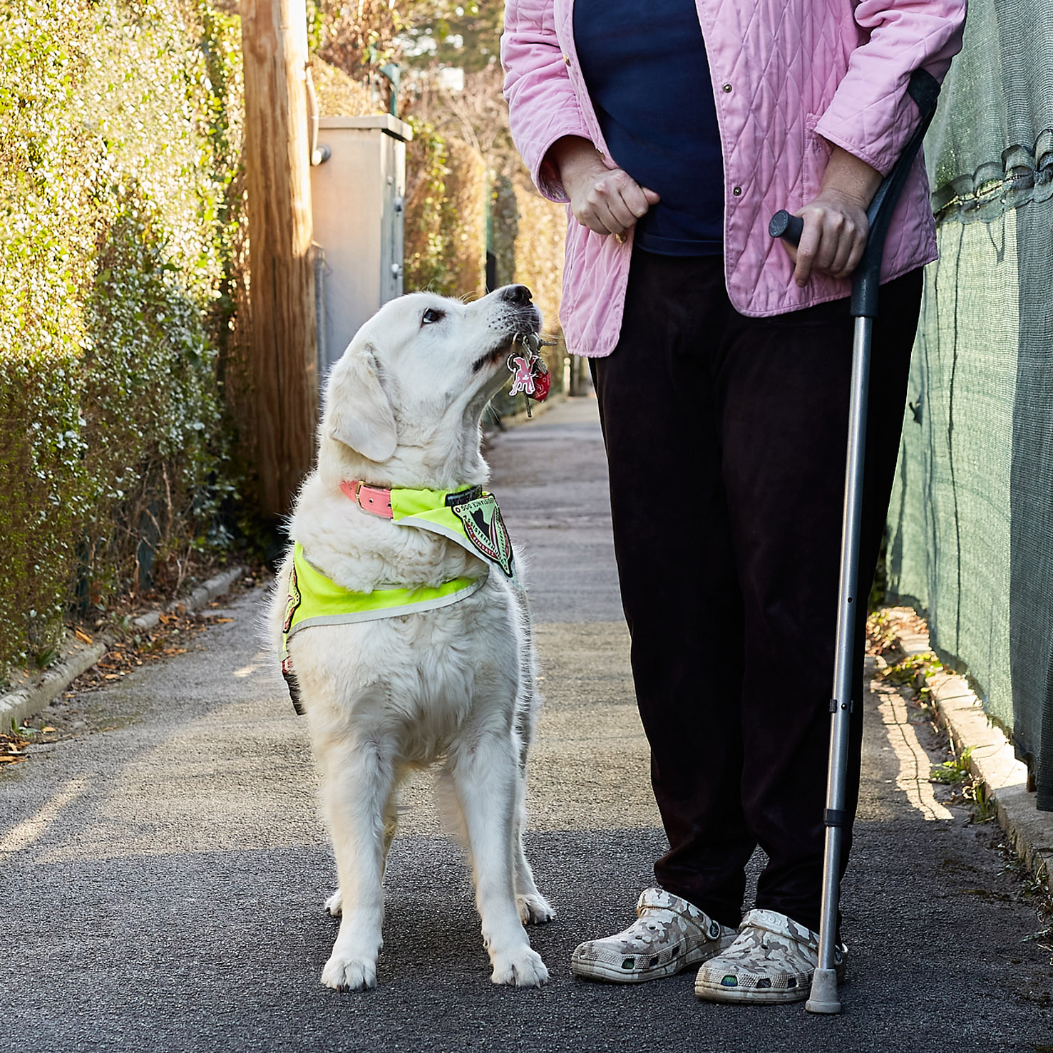 Ein Servicehund (Golden Retriever) hebt einen Schlüssel auf.