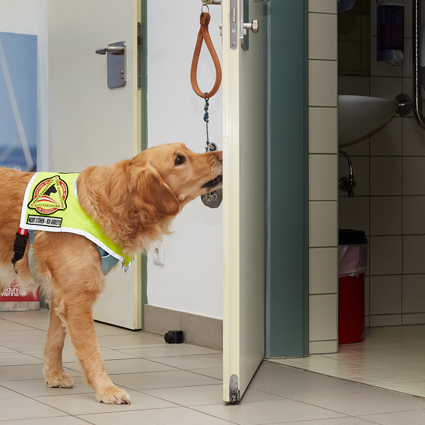 Ein Servicehund (Golden Retriever) schließt eine Türe.