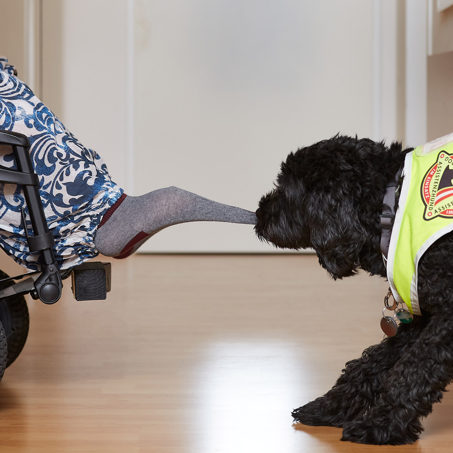 Ein Servicehund (schwarzer Labradoodle) hilft beim Ausziehen einer Socke.