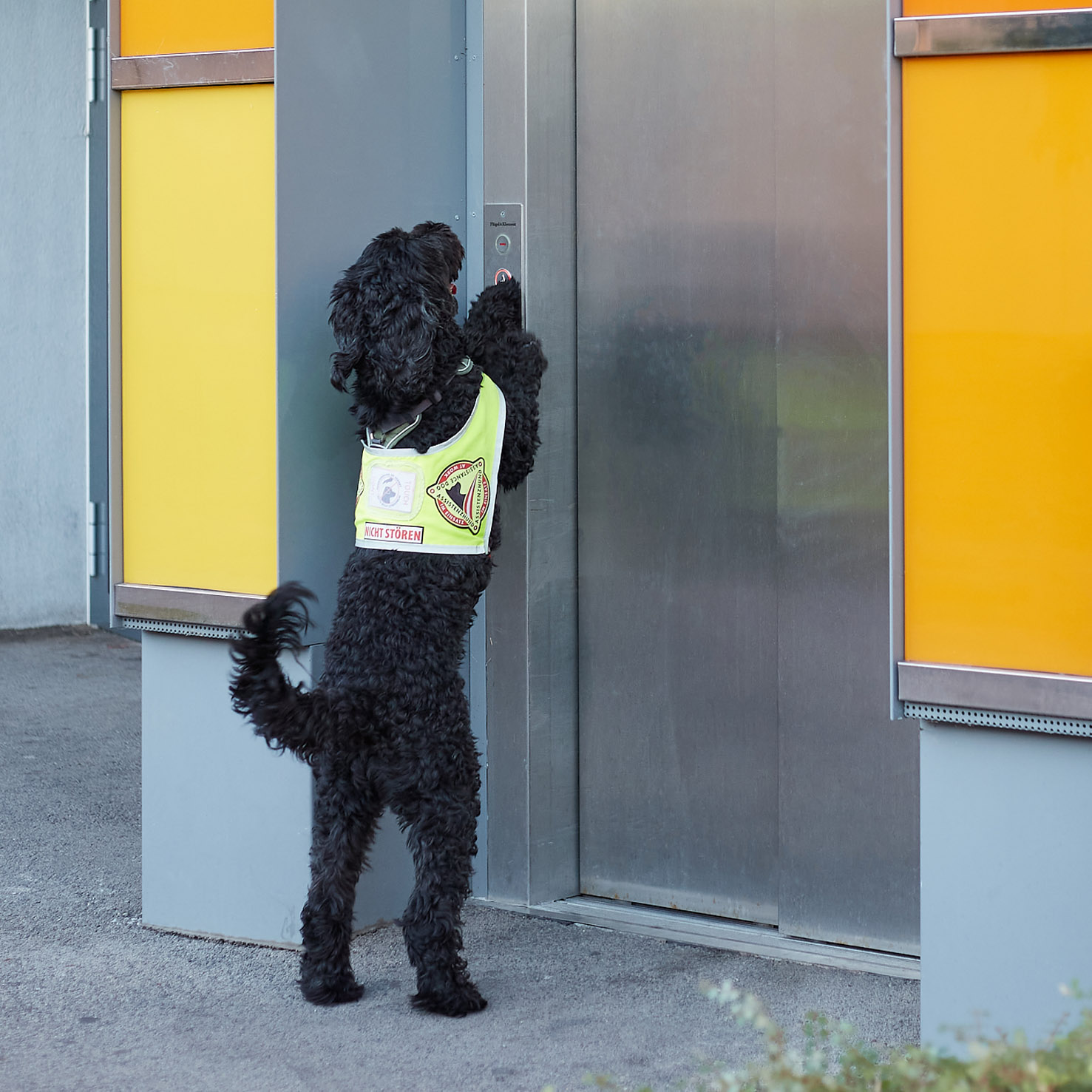 Ein Servicehund (schwarzer Labradoodle) drückt einen Knopf, um den Aufzug zu holen.