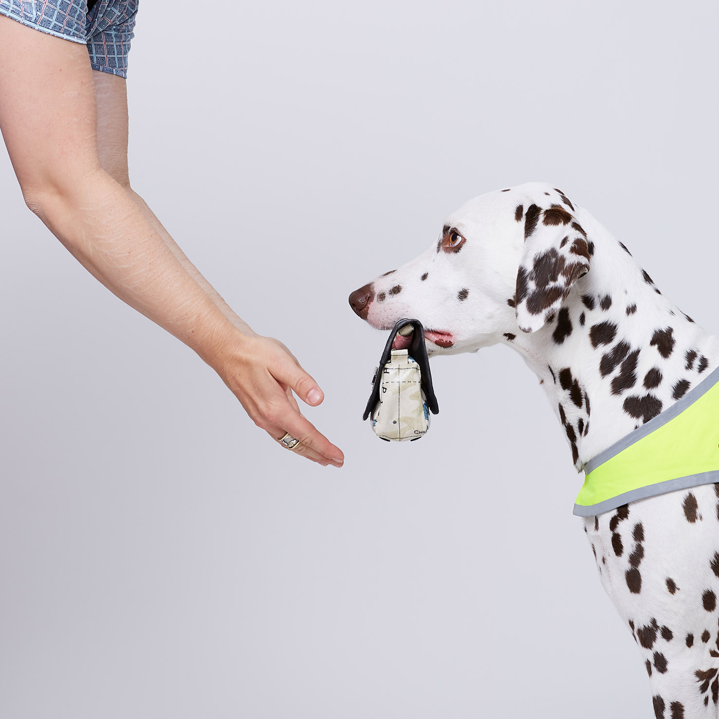 Ein Signalhund (Dalmatiner) bringt ein Medikamententäschchen.