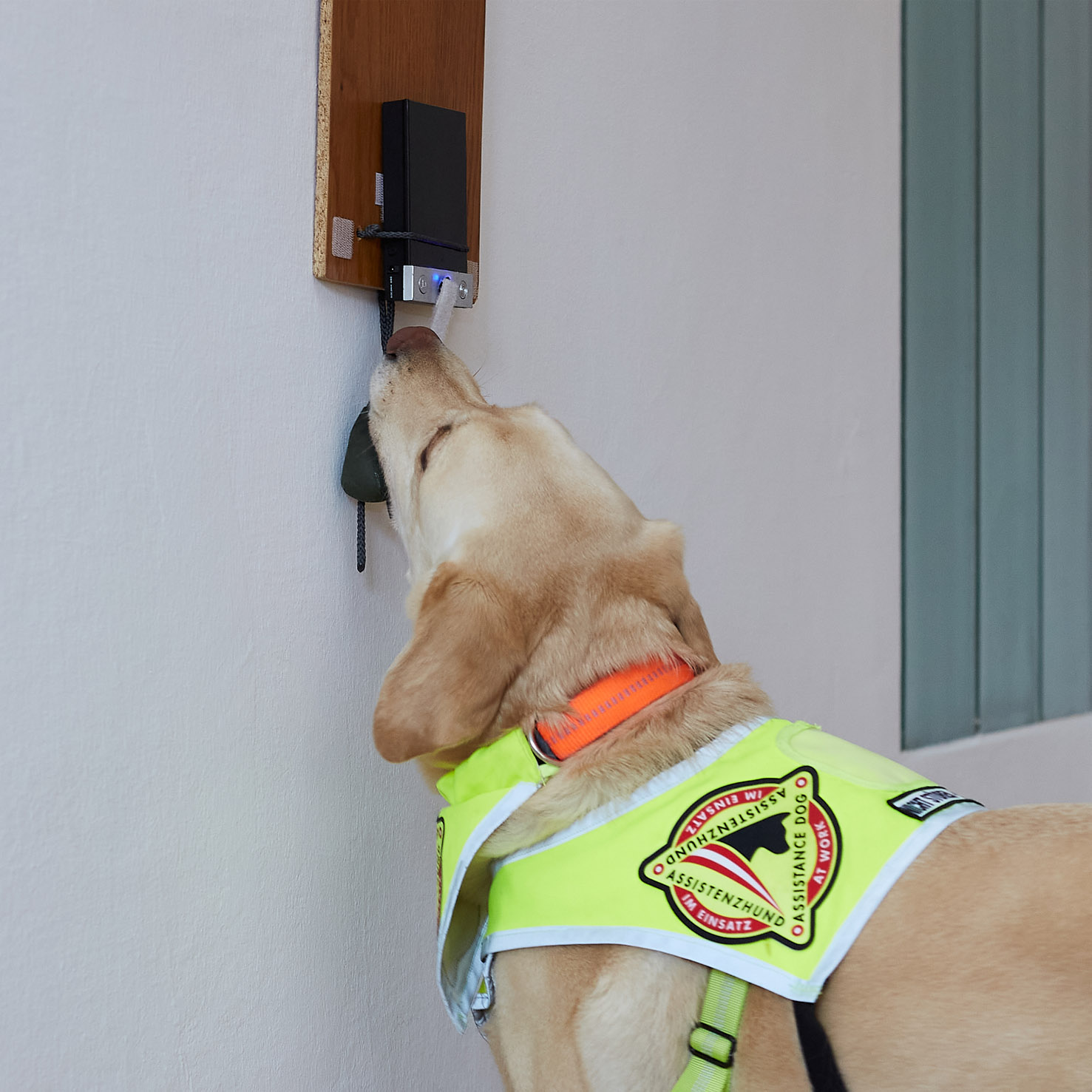 Ein Signalhund (gelber Labrador) holt ein Bringsel, um zu zeigen, dass es an der Türe geklingelt hat.