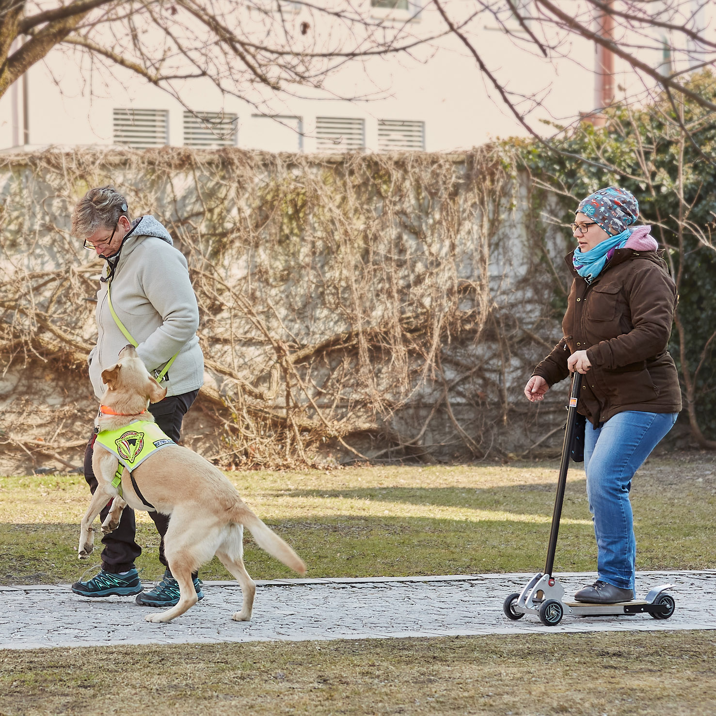 Ein Signalhund (gelber Labrador) meldet die Annäherung eines Fahrzeugs.