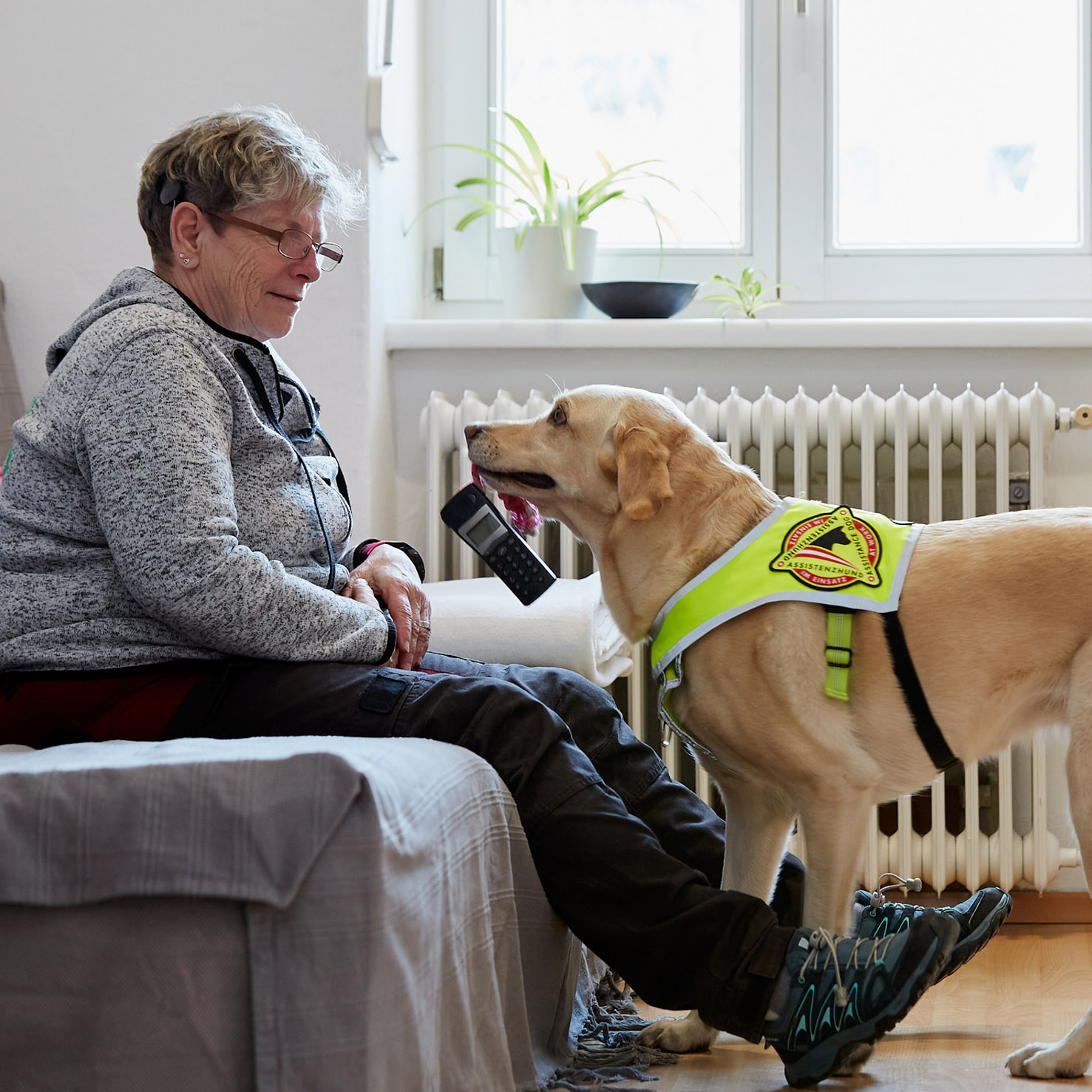 Ein Signalhund (gelber Labrador) bringt ein Telefon, weil es klingelnd auf eine Textnachricht hinweist.